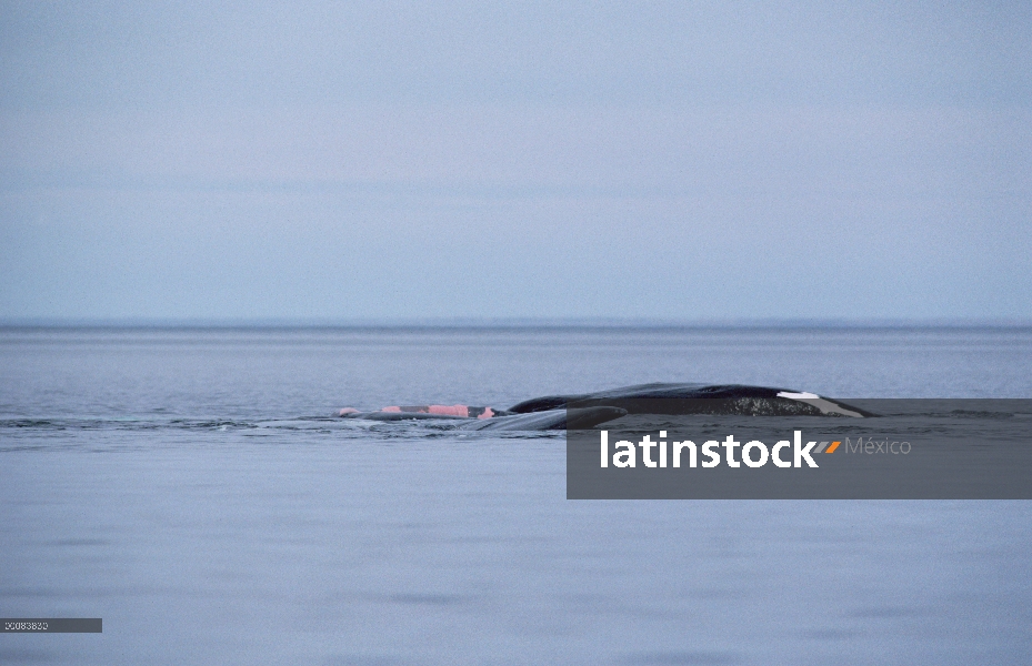 Par de ballena franca (Eubalaena australis) sur de acoplamiento en la superficie, Península Valdez, 