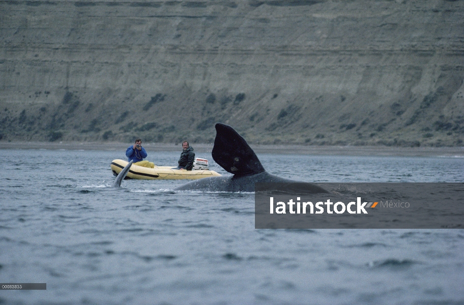 Sur ballena franca (Eubalaena australis) los investigadores Jim Darling y Roger Payne fotografiando 