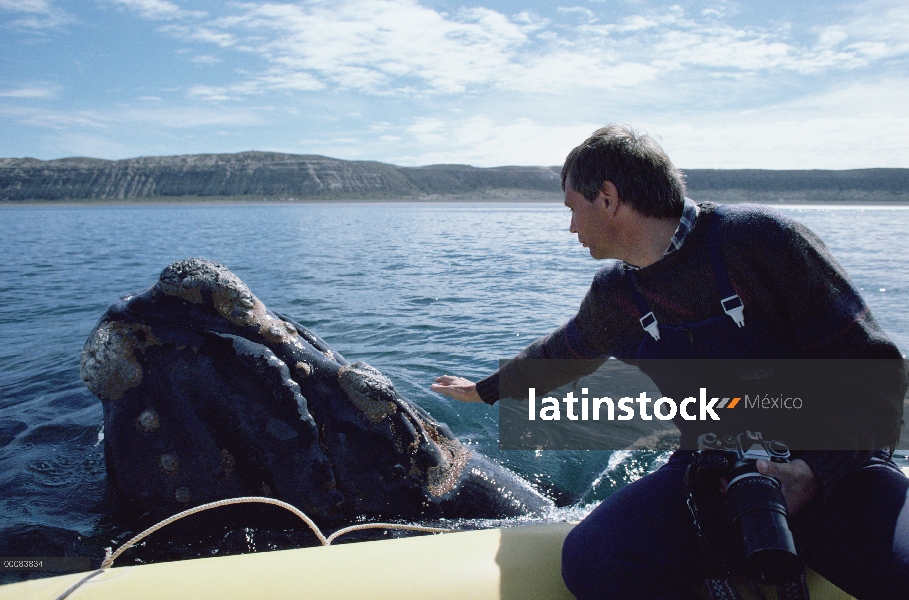 Sur ballena franca (Eubalaena australis) investigador Jim Darling las mascotas amable persona, Penín