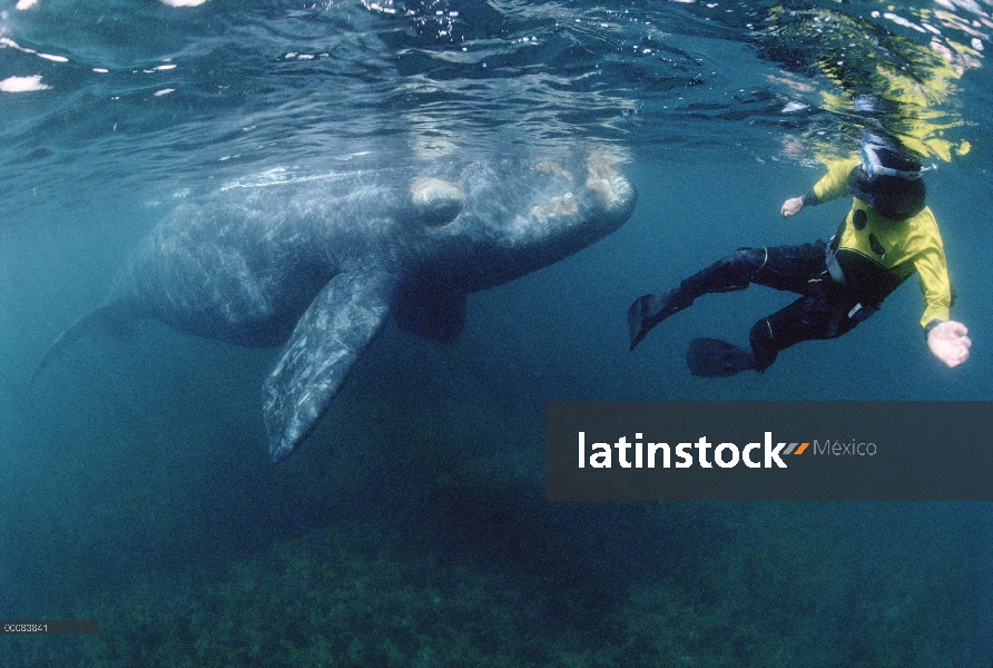 Sur menores curiosa ballena franca (Eubalaena australis) acerca a buzo Michael Bennett, Península Va