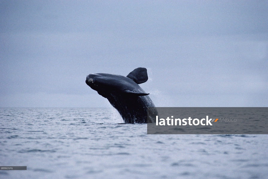 Ballena Franca Austral (Eubalaena australis) violar, Península Valdez, Argentina