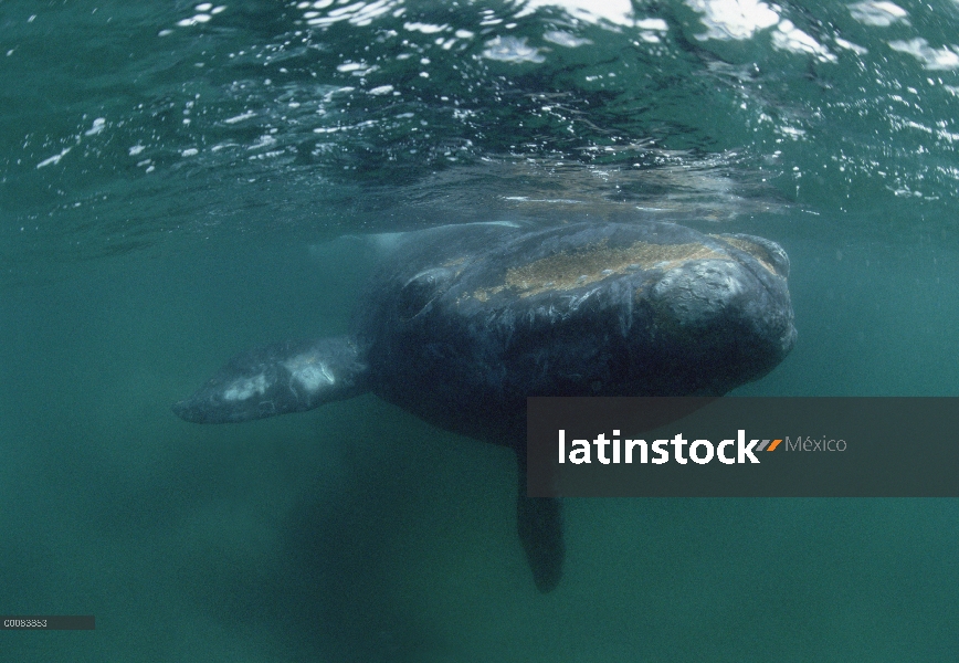 Ballena Franca Austral (Eubalaena australis) bajo el agua, Península Valdez, Argentina