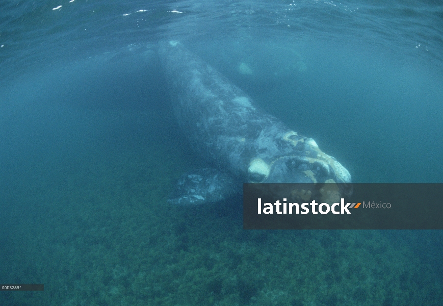 Sur de becerro de la ballena franca (Eubalaena australis) y la madre, bajo el agua, Península Valdez