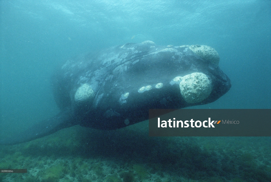 Ballena Franca Austral (Eubalaena australis) bajo el agua, Península Valdez, Argentina