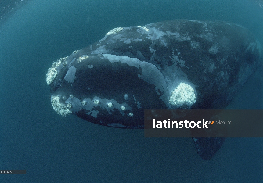 Ballena Franca Austral (Eubalaena australis) en el barco de investigación, Península Valdez, Argenti