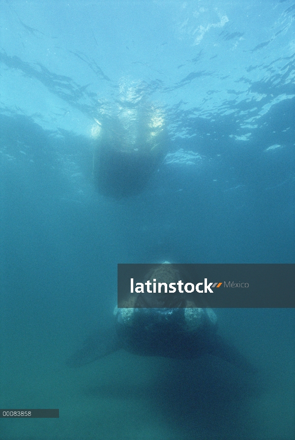 Ballena Franca Austral (Eubalaena australis) en el barco de investigación, Península Valdez, Argenti