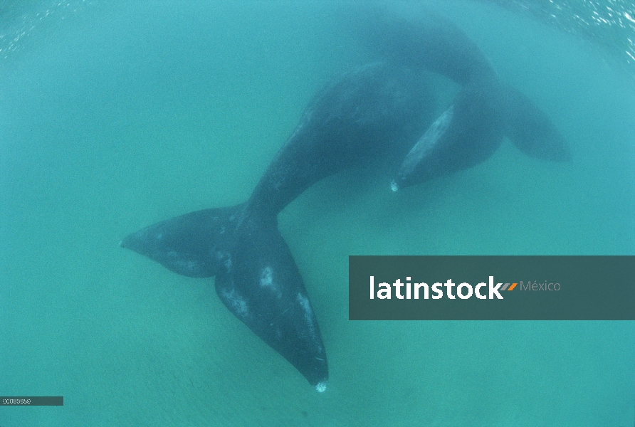 Las colas de ballena franca austral (Eubalaena australis) bajo el agua, Península Valdez, Argentina