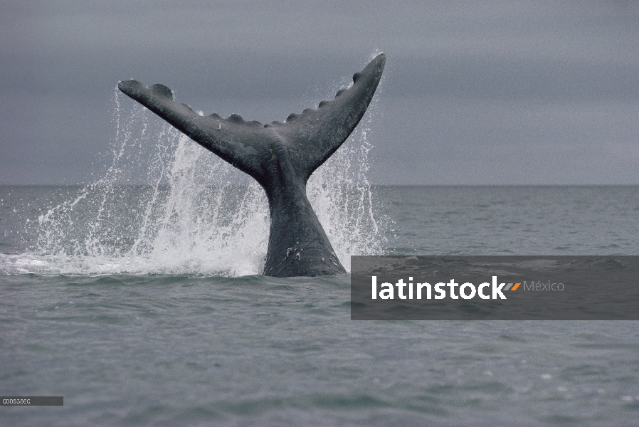 Cola de ballena franca (Eubalaena australis) sur, Península Valdez, Argentina