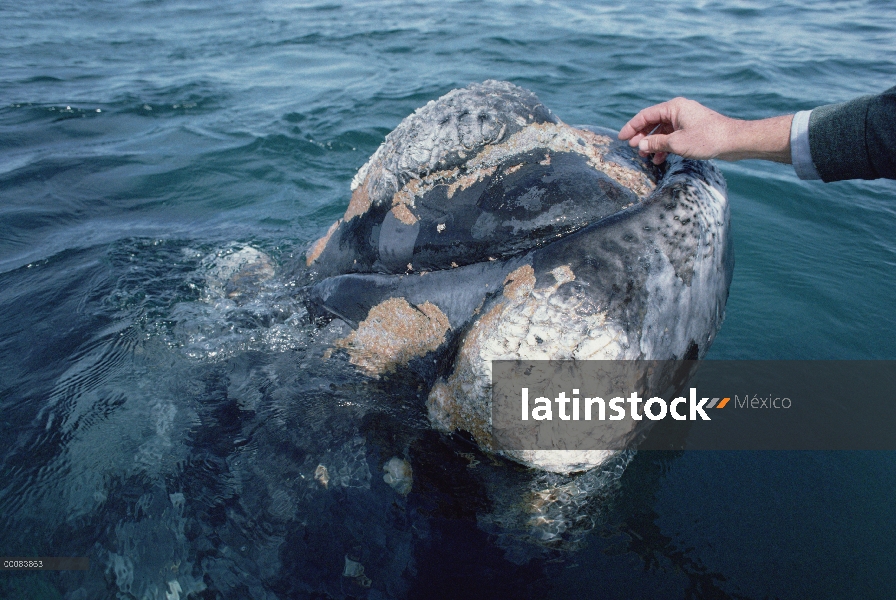 Sur ballena franca (Eubalaena australis) investigador Jim Darling las mascotas amable persona, Penín