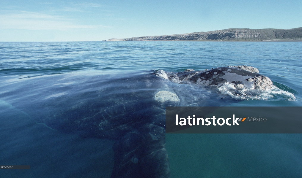 Ballena Franca Austral (Eubalaena australis) superficie, Península Valdez, Argentina