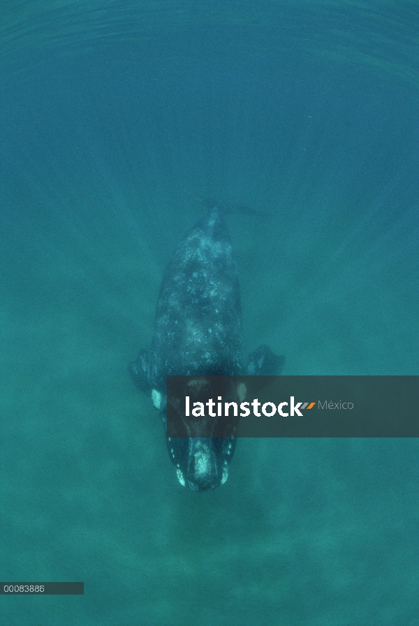 Ballena Franca Austral (Eubalaena australis) bajo el agua, Península Valdez, Argentina