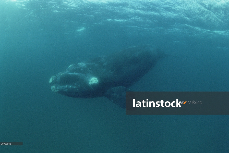 Ballena Franca Austral (Eubalaena australis) nadar bajo el agua, Península Valdez, Argentina