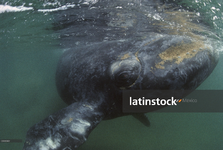 Ballena Franca Austral (Eubalaena australis), Argentina