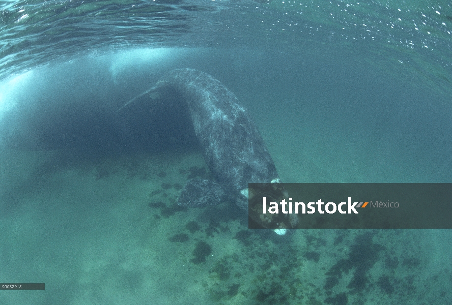 Ballena Franca Austral (Eubalaena australis) bajo el agua, Península Valdez, Argentina