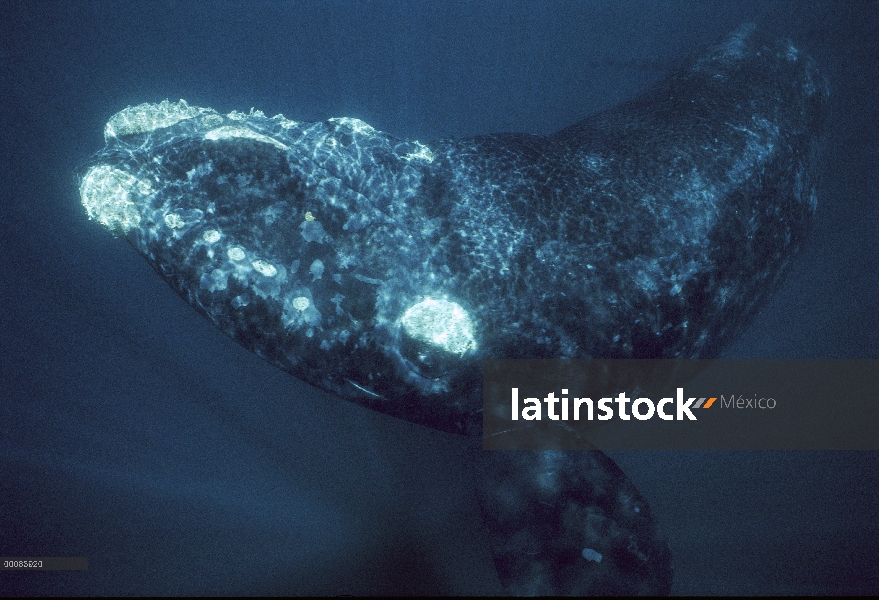 Retrato de ballena franca (Eubalaena australis) sur, Península Valdez, Argentina