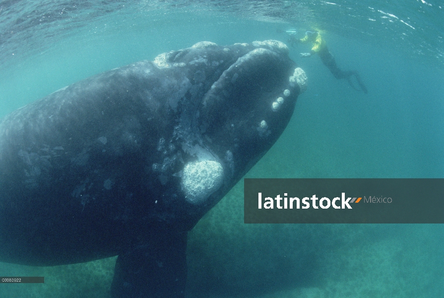 Ballena Franca Austral (Eubalaena australis) y el zambullidor, Península Valdez, Argentina