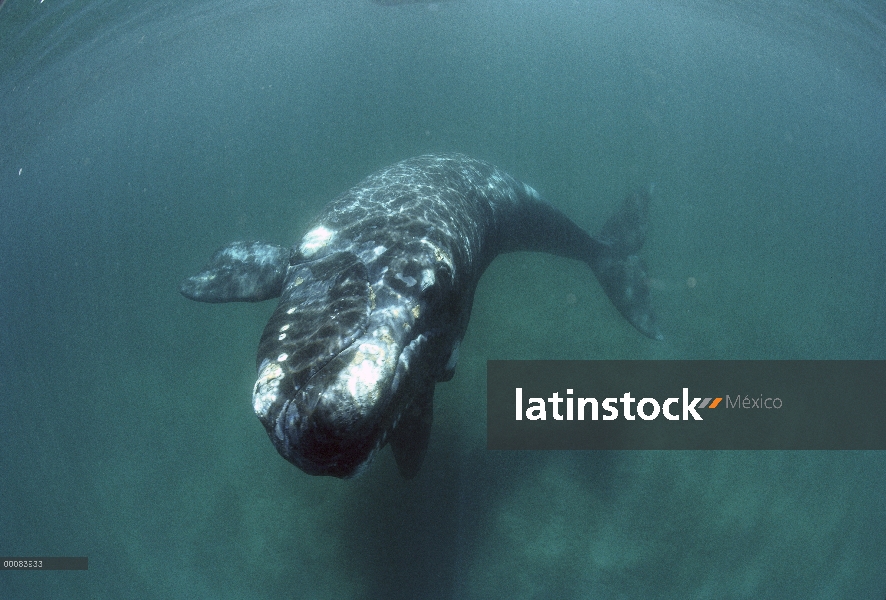 Ballena Franca Austral (Eubalaena australis) bajo el agua, Península Valdez, Argentina