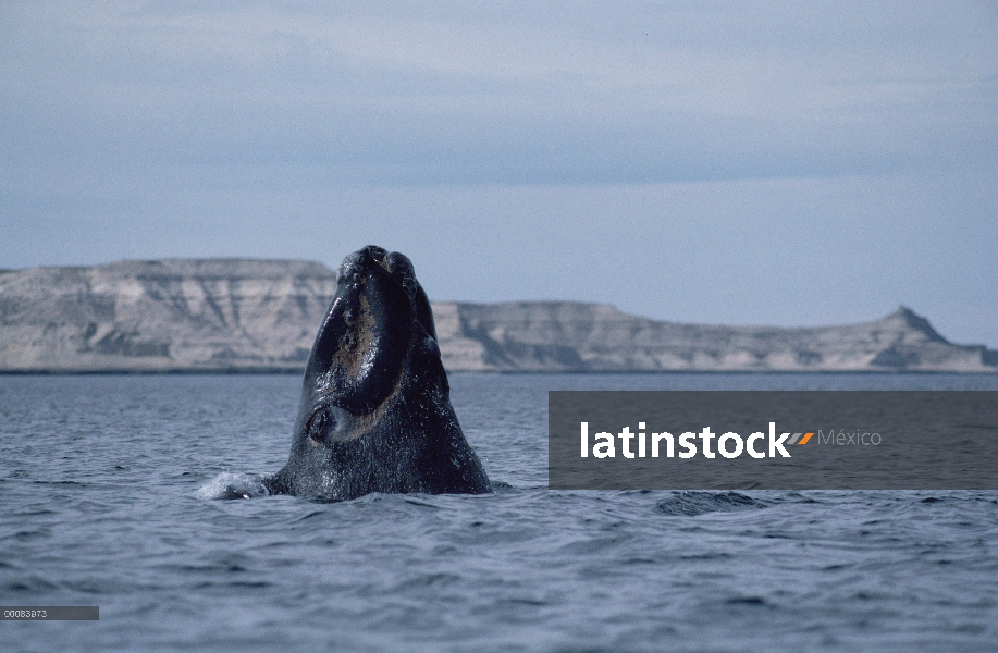 Sur dos de ballena franca (Eubalaena australis), Península Valdez, Argentina