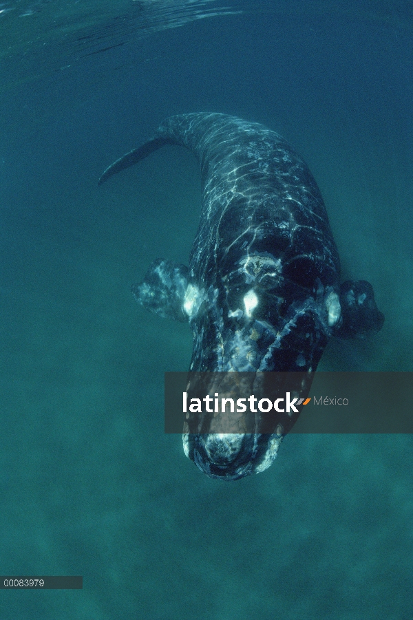 Ballena Franca Austral (Eubalaena australis) nadar bajo el agua, Península Valdez, Argentina