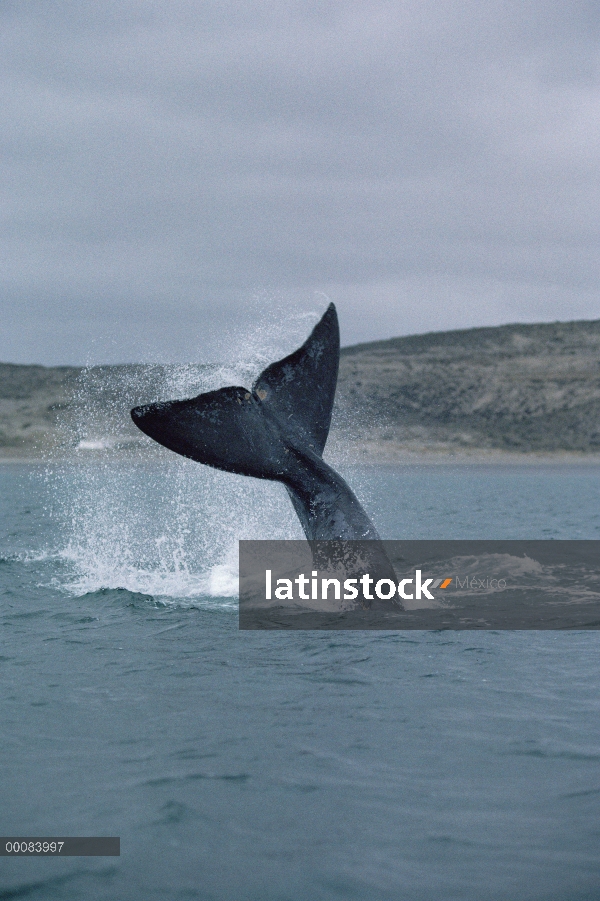 Lob de cola de ballena franca (Eubalaena australis) sur, Península Valdez, Argentina