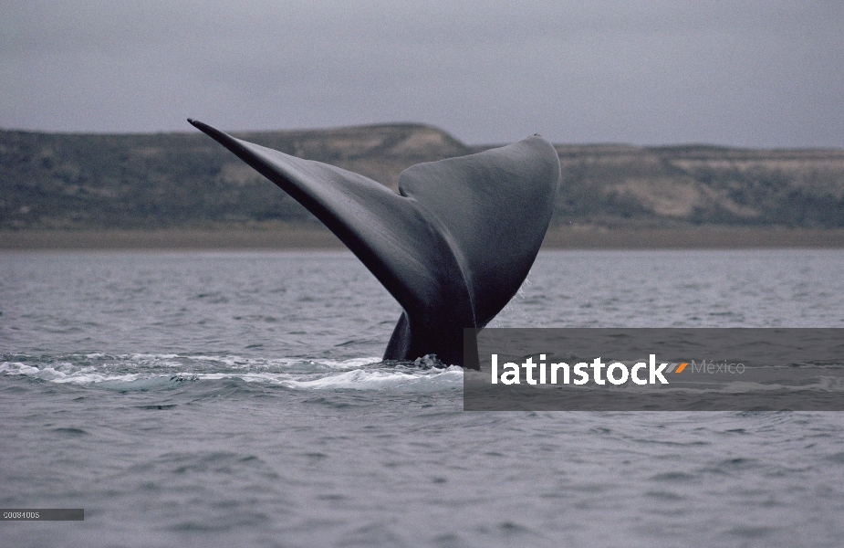 Cola de ballena franca (Eubalaena australis) sur, Península Valdez, Argentina