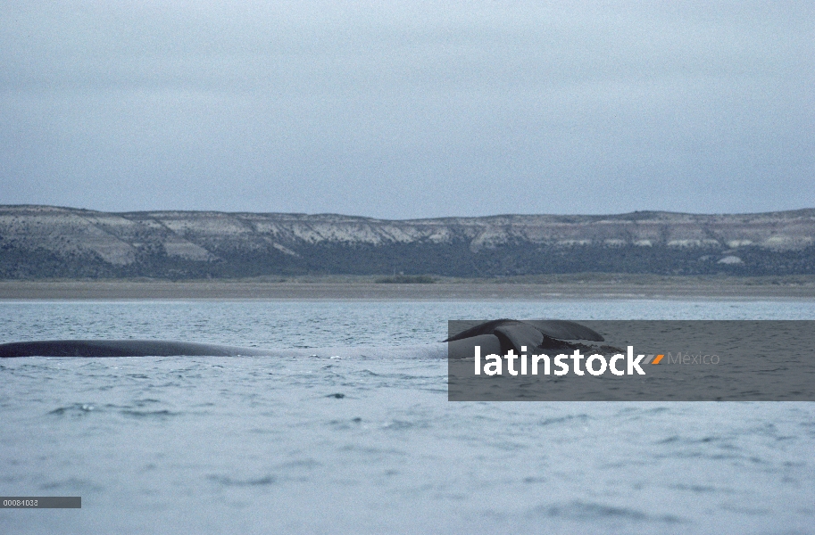 Ballena Franca Austral (Eubalaena australis) en la superficie