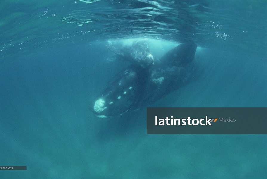 Sur madre de ballena franca (Eubalaena australis) y la pantorrilla, Península Valdez, Argentina