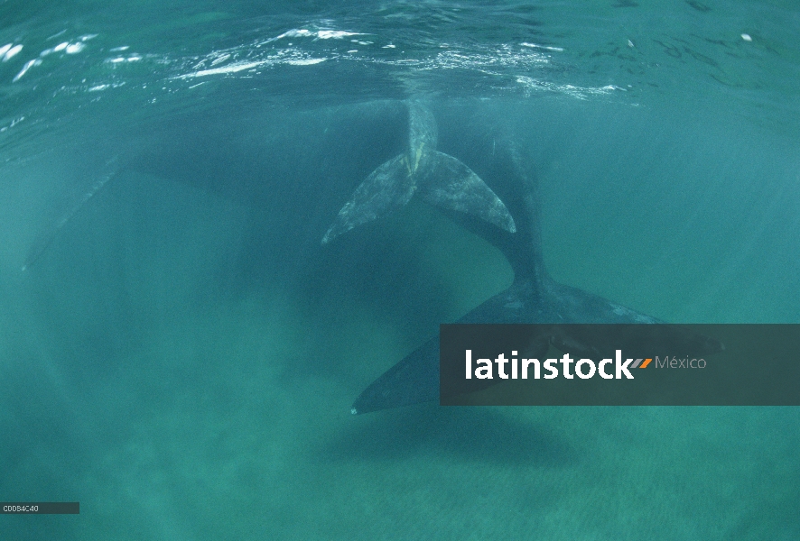 Sur ballena franca (Eubalaena australis) madre y el becerro colas, bajo el agua, Península Valdez, A