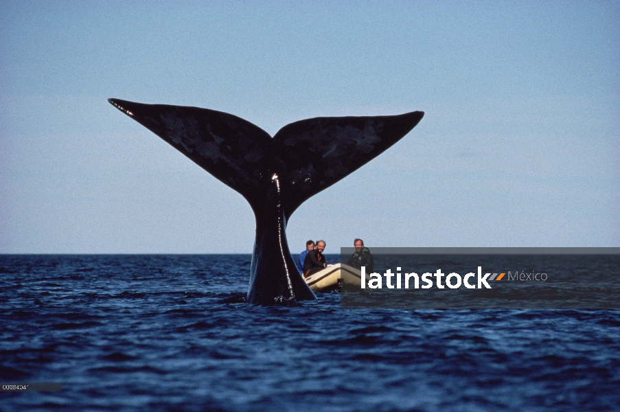 Centro Sur ballena franca (Eubalaena australis) los investigadores Roger Payne, derecho, Jim Darling