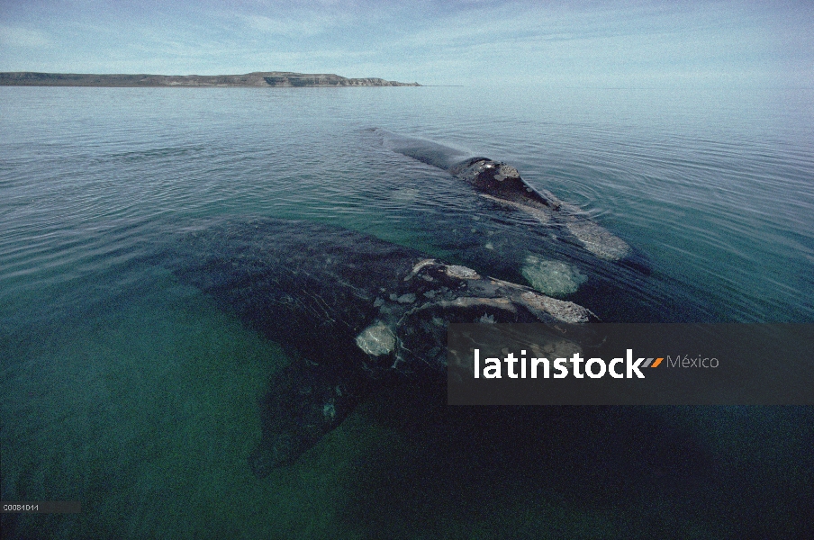 Sur par de ballena franca (Eubalaena australis) en la superficie, Península Valdez, Argentina