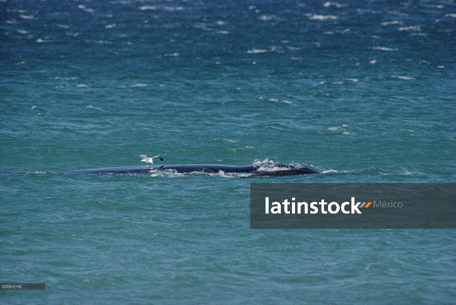 Gaviota (Larus sp) recogiendo la piel quemada por el sol de la parte trasera de la ballena franca au