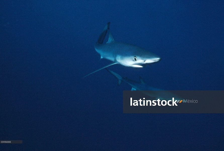 Azul par de tiburón (Prionace glauca), California