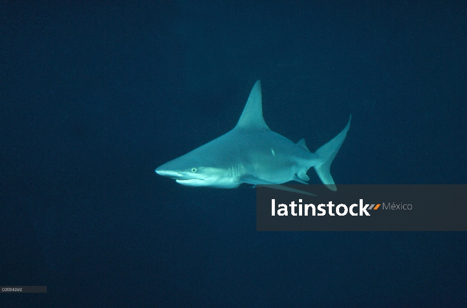 Sandbar Shark (Carcharhinus plumbeus) retrato submarino, habitan en el fondo las especies costeras, 