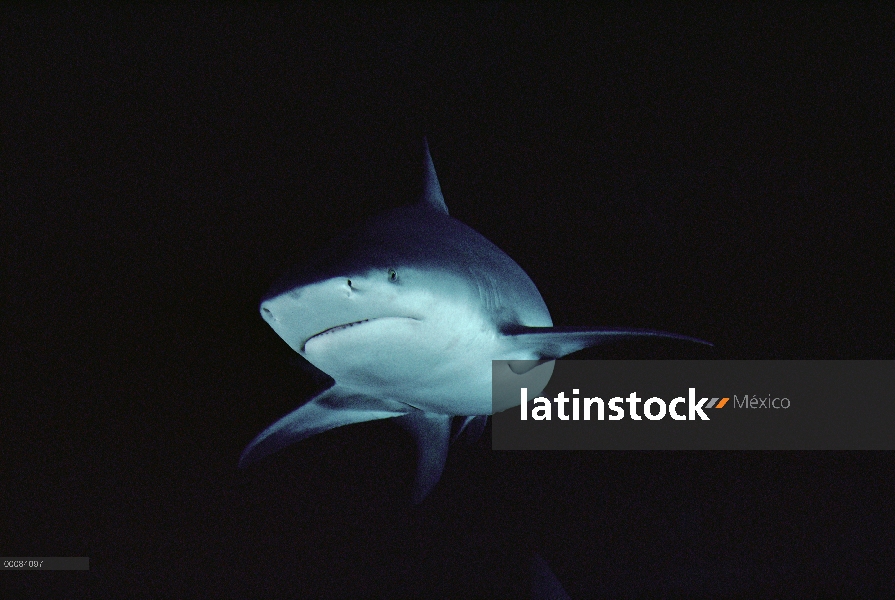 Retrato submarino tiburón toro (Carcharhinus leucas), América del norte