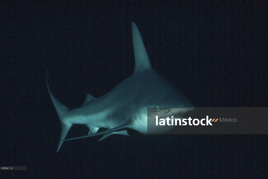 Sandbar Shark (Carcharhinus plumbeus) retrato submarino, habitan en el fondo las especies costeras, 