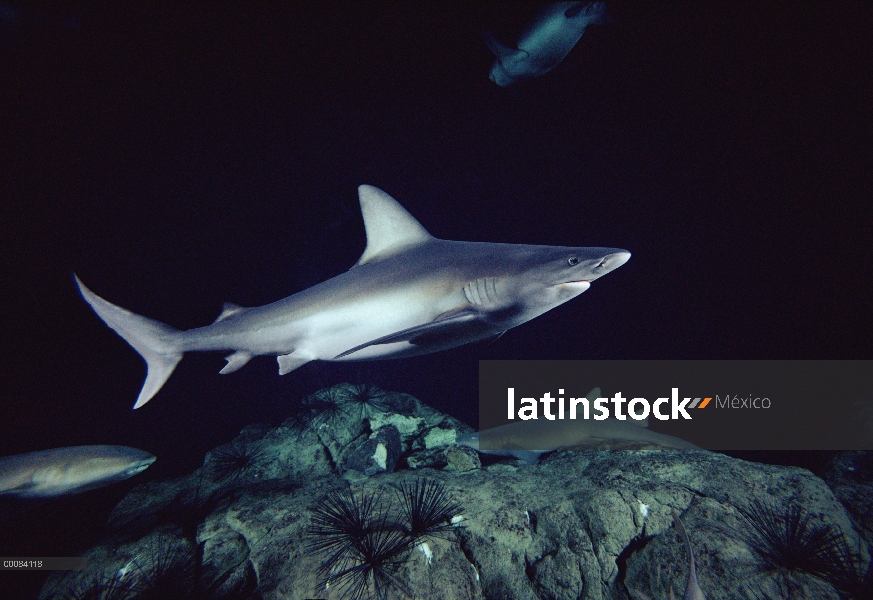 Sandbar Shark (Carcharhinus plumbeus) retrato submarino, habitan en el fondo las especies costeras, 