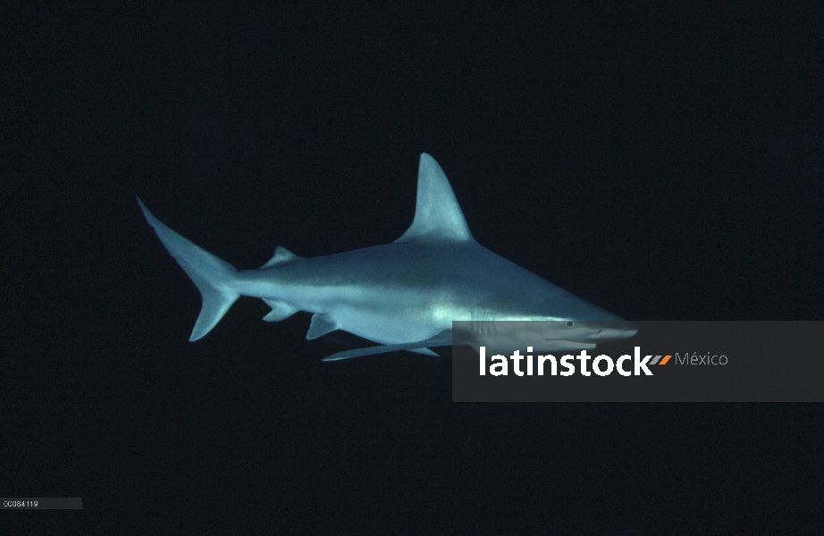 Sandbar Shark (Carcharhinus plumbeus) retrato submarino, habitan en el fondo las especies costeras, 