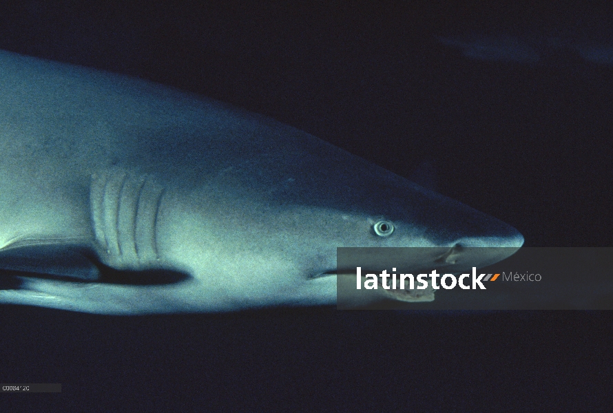 Retrato de (Negaprion acutidens) Tiburón limón, ocurre en el Océano Pacífico del sur de California a