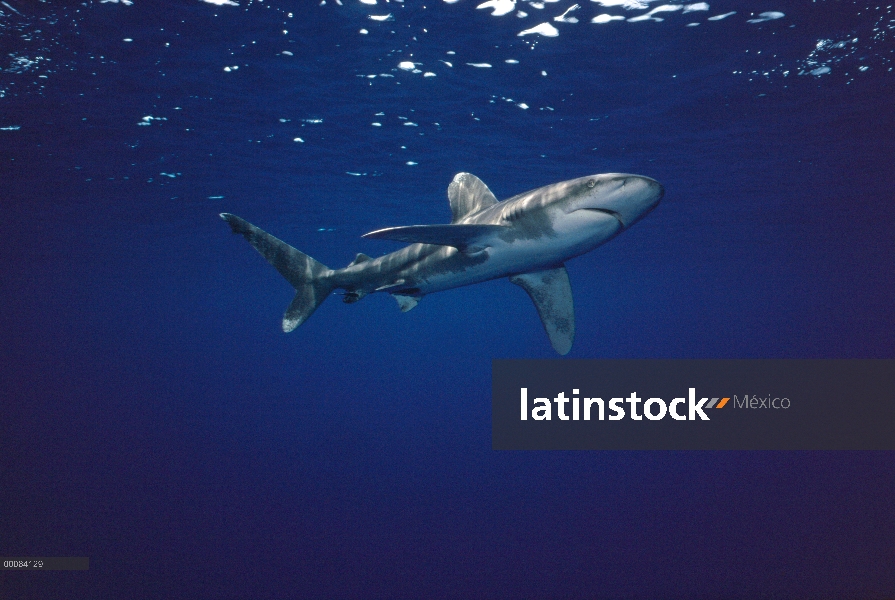 Oceánica retrato subacuático de tiburón de punta blanca (Carcharhinus longimanus), América del norte