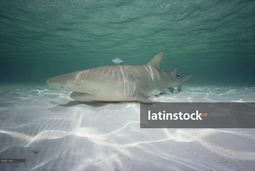 Retrato de (Negaprion acutidens) Tiburón limón, ocurre en el Océano Pacífico del sur de California a