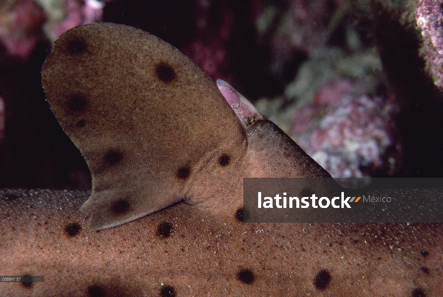 Primer plano de tiburón (Heterodontus francisci) bocina de cuerno