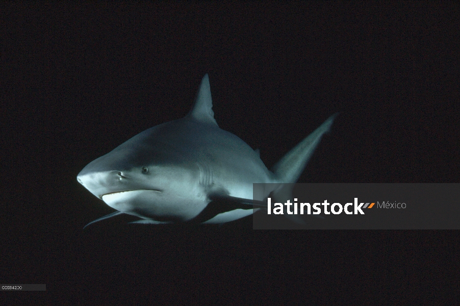 Retrato submarino tiburón toro (Carcharhinus leucas), América del norte