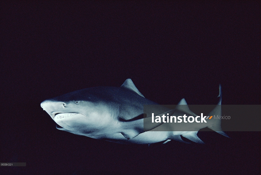 Retrato de (Negaprion acutidens) Tiburón limón, ocurre en el Océano Pacífico del sur de California a