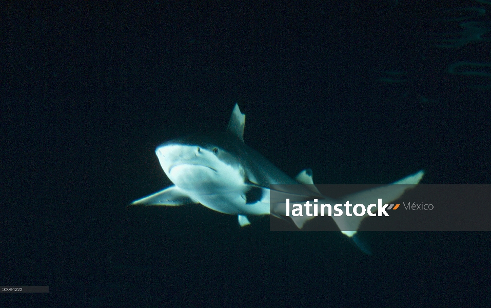 Retrato submarino negro punta tiburón de arrecife (Carcharhinus melanopterus), América del norte