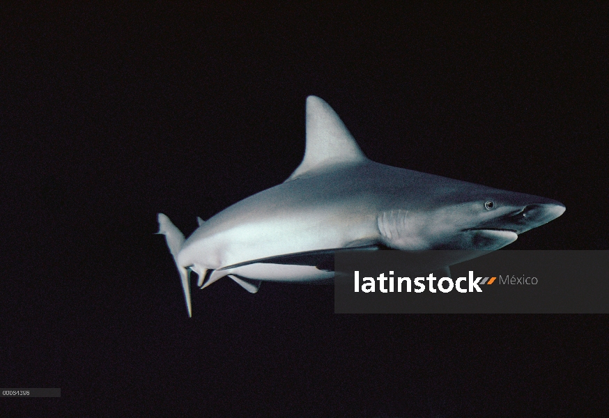 Sandbar Shark (Carcharhinus plumbeus) retrato submarino, habitan en el fondo las especies costeras, 