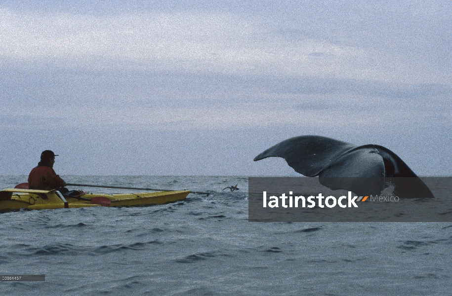 Groenlandia ballena (Balaena mysticetus) investigador Kerry Finley por satélite etiquetado ballena, 