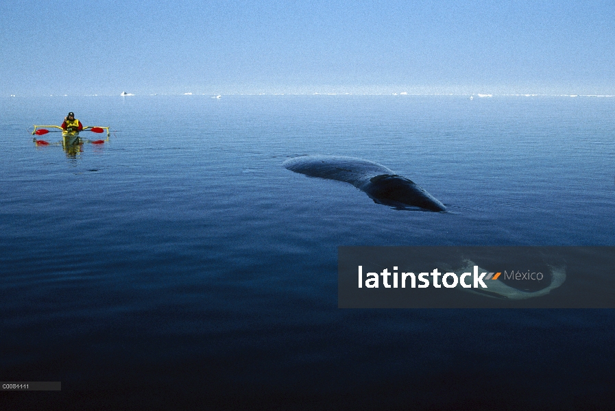 Ballena (Balaena mysticetus) investigador Kerry Finley acercamiento a ballena de Groenlandia, Isabel