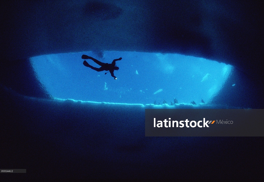 Diver swimimg de Glenn Williams en un plomo de hielo abierto como tour grupo relojes desde arriba, e