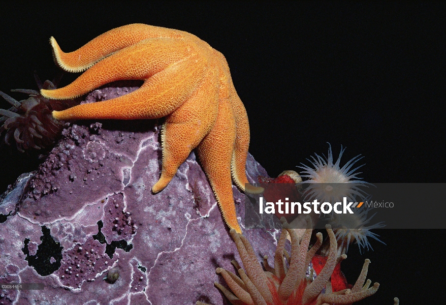 Sun Star, anémonas y las algas coralinas, Ártico