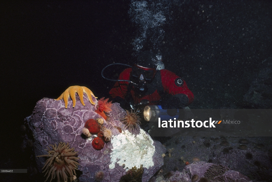 Inuit Andrew Taqtu investiga seastars, corales y anémonas, Ártico